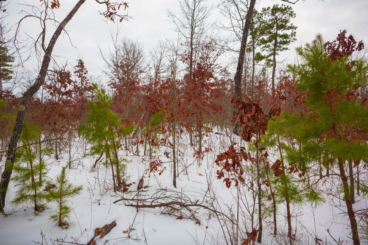 Decorative background for Sleepy Hollow Phase I Tract 15 image 9