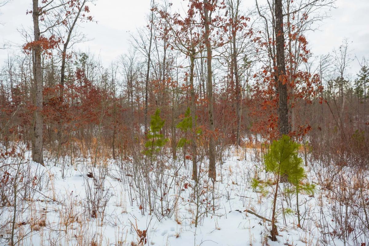 Decorative background for Sleepy Hollow Phase I Tract 15 image 11