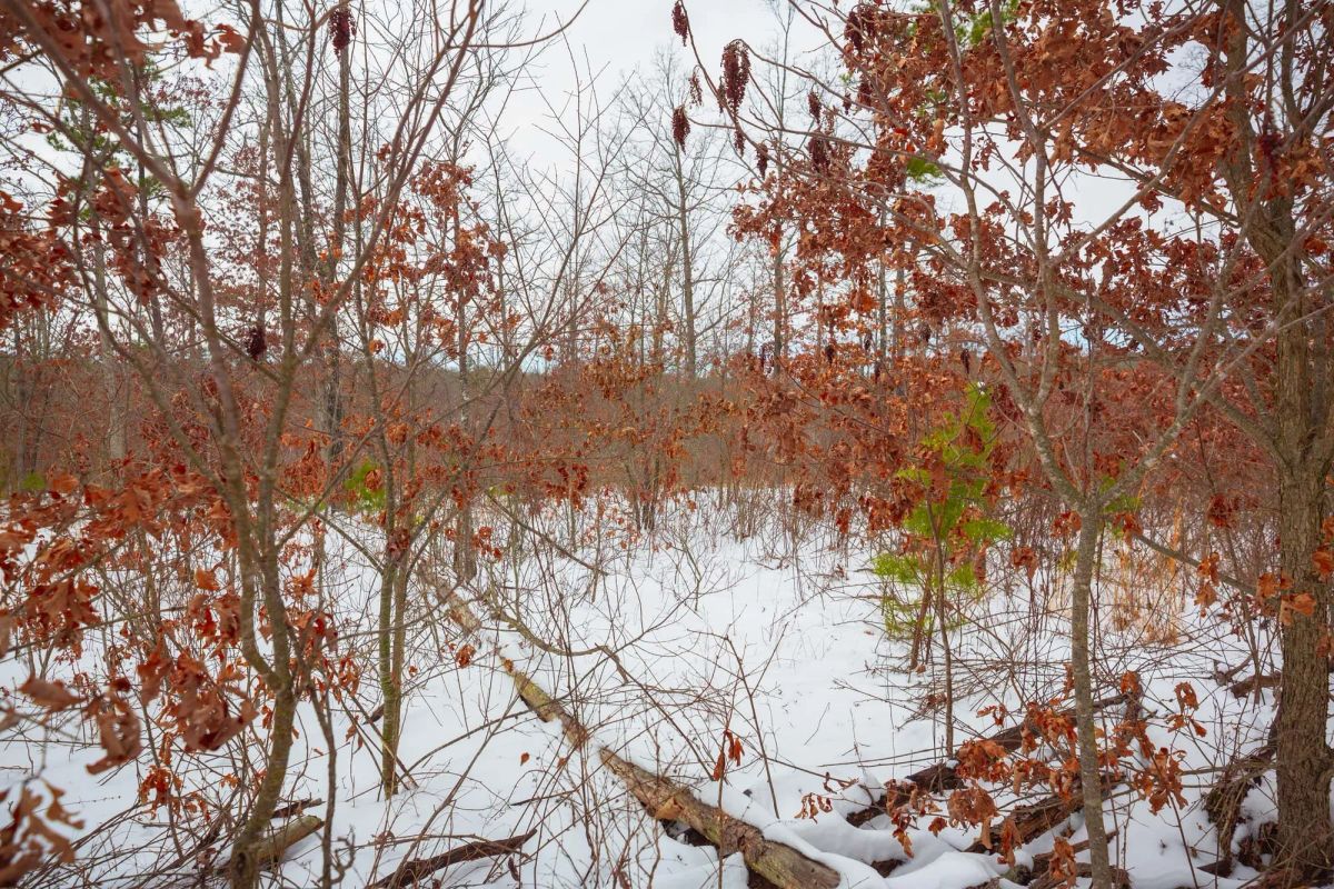 Decorative background for Sleepy Hollow Phase I Tract 15 image 12