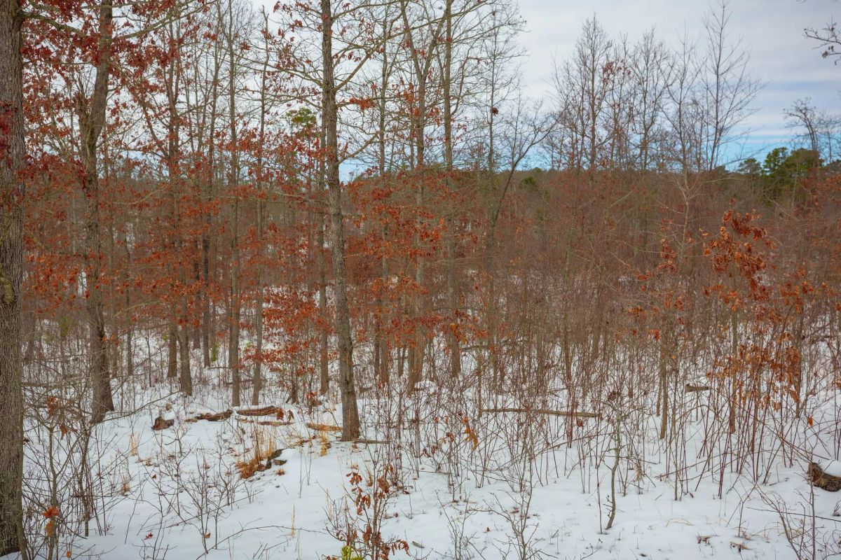 Decorative background for Sleepy Hollow Phase I Tract 15 image 13