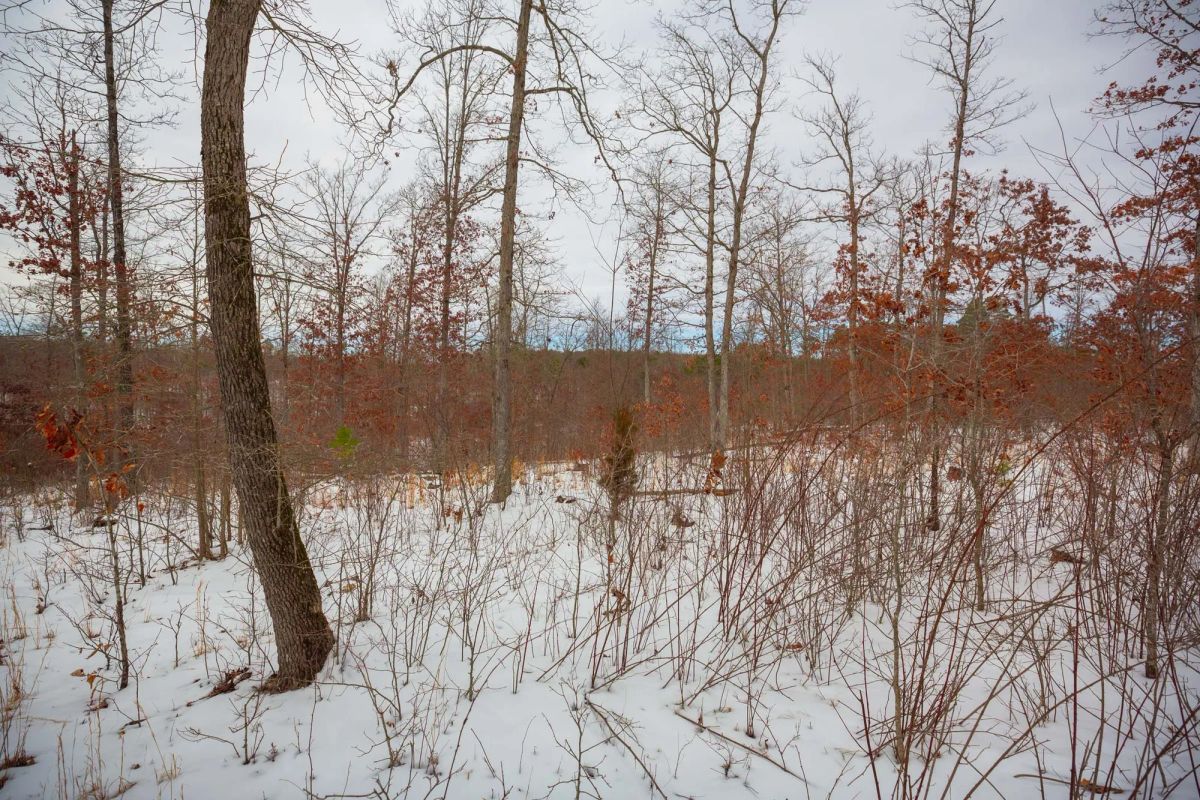 Decorative background for Sleepy Hollow Phase I Tract 15 image 14