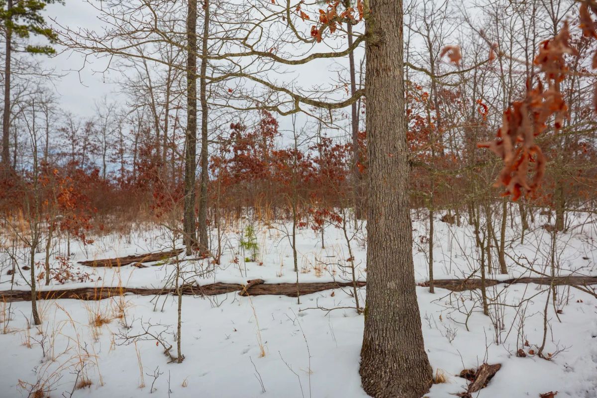 Decorative background for Sleepy Hollow Phase I Tract 15 image 15