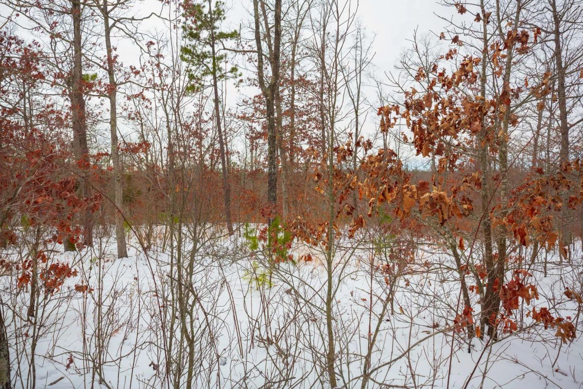 Decorative background for Sleepy Hollow Phase I Tract 15 image 16