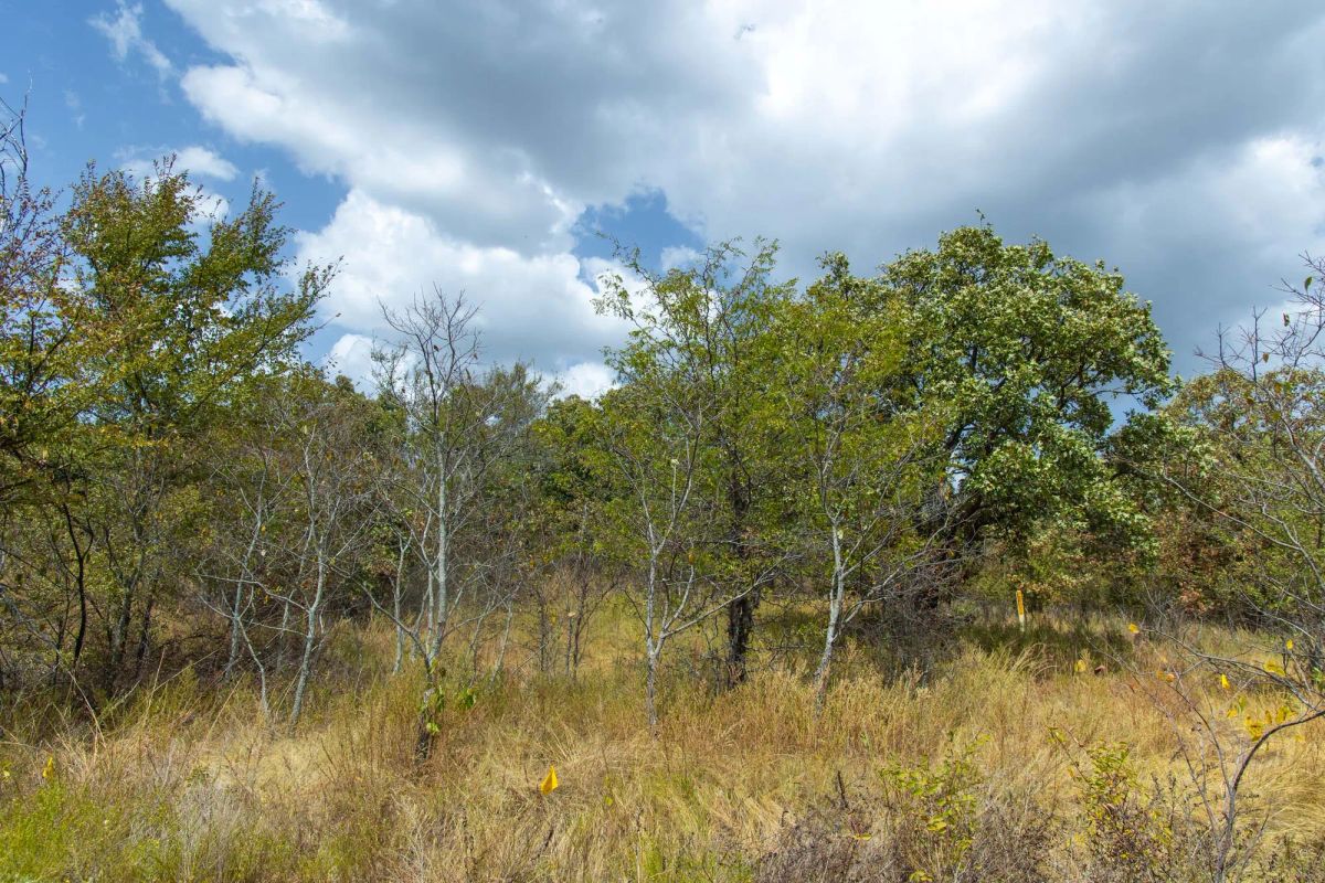 Decorative background for Gracyn Meadows Tract 19 image 12