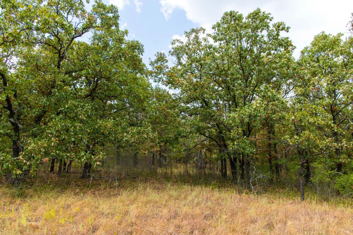 Decorative background for Gracyn Meadows Tract 19 image 13