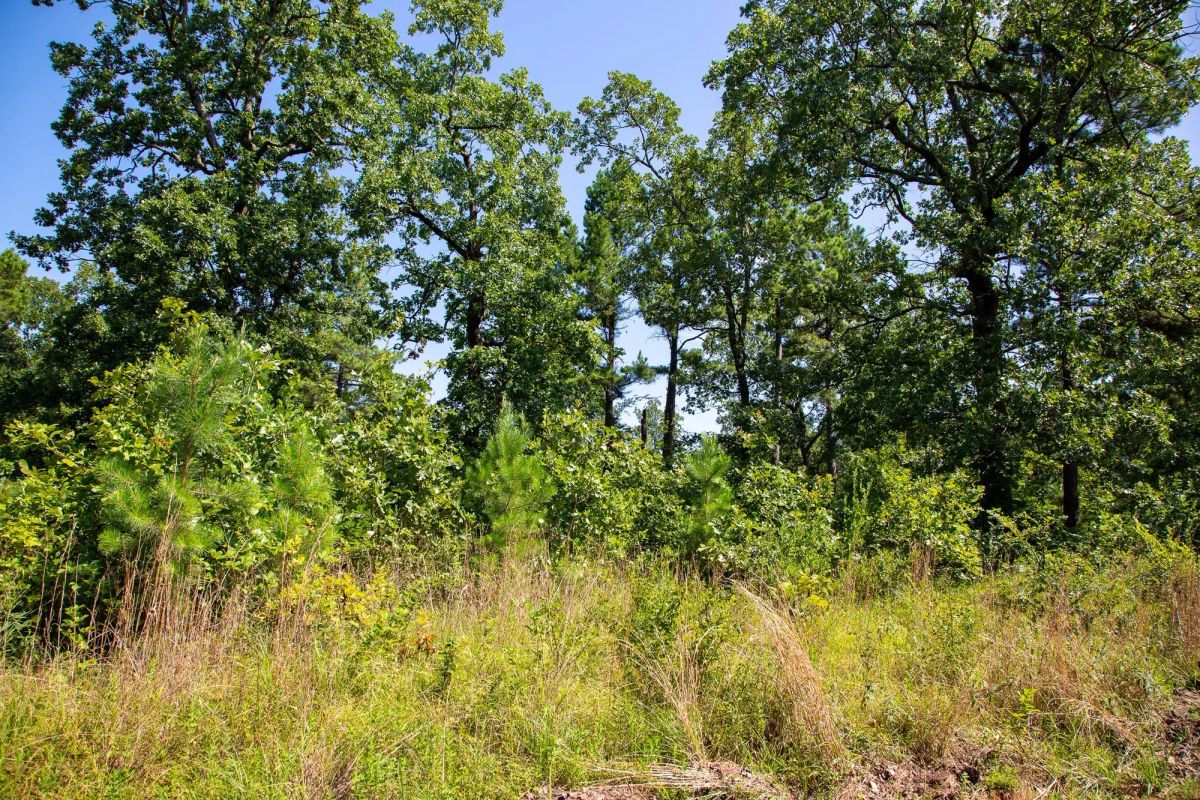 Decorative background for Tyler Stone Ranch Tract 43 image 14