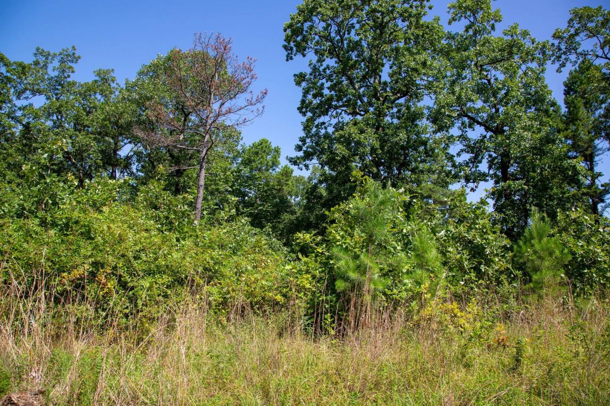 Decorative background for Tyler Stone Ranch Tract 43 image 15