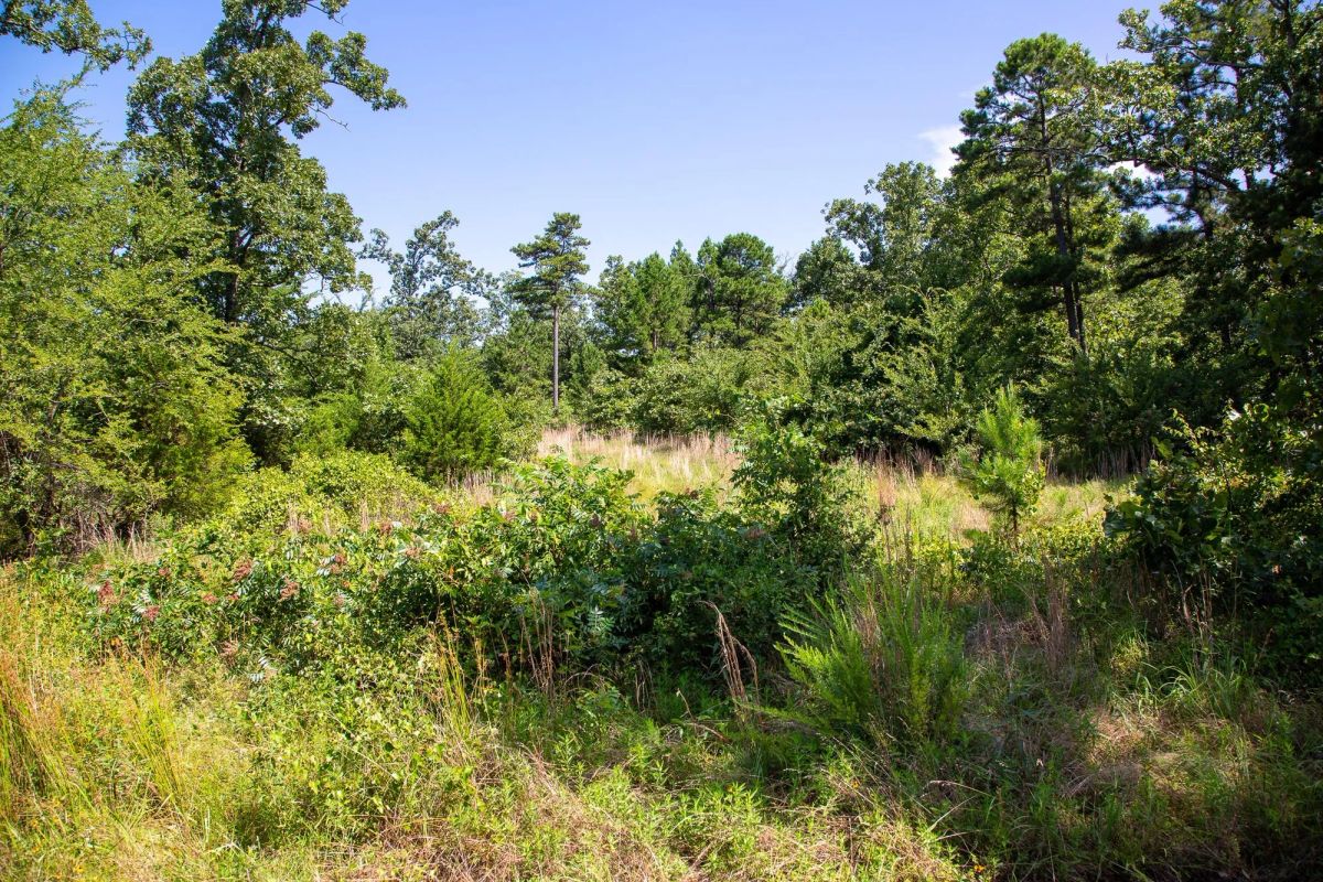 Decorative background for Tyler Stone Ranch Tract 43 image 16