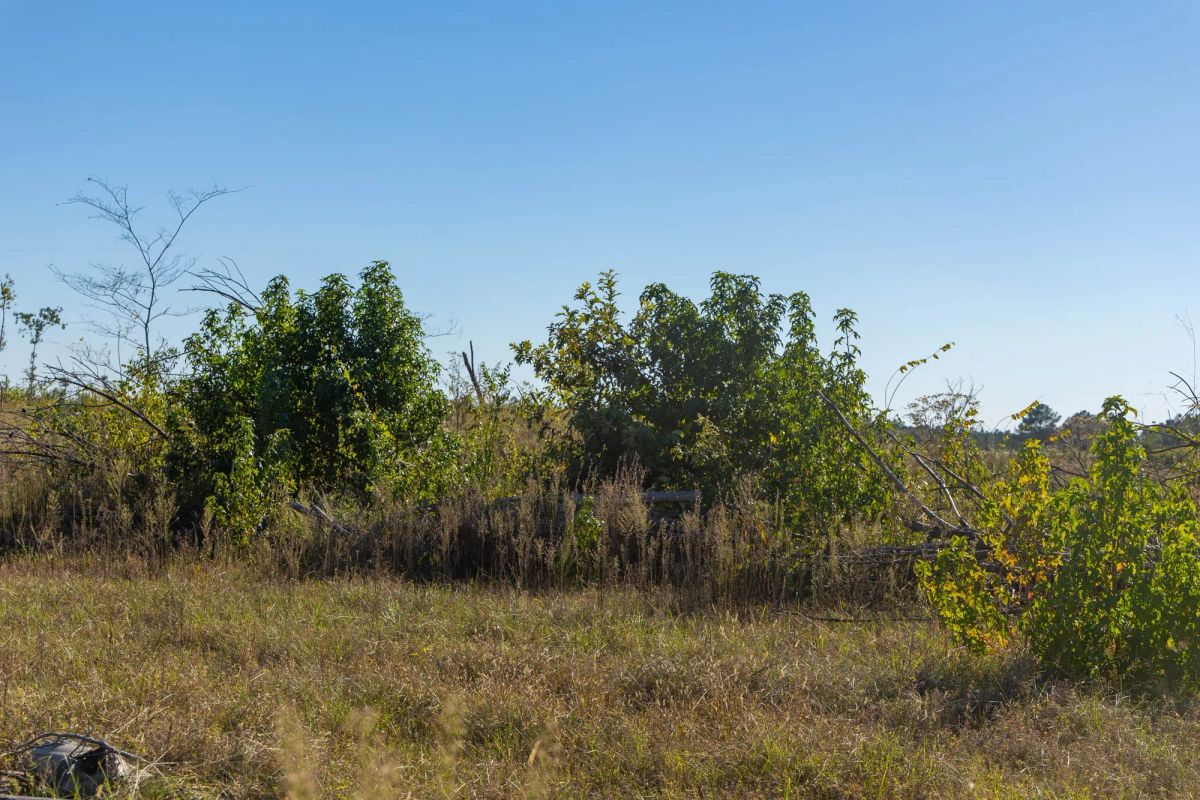 Meyer’s Ridge Tract 21 - Image 4