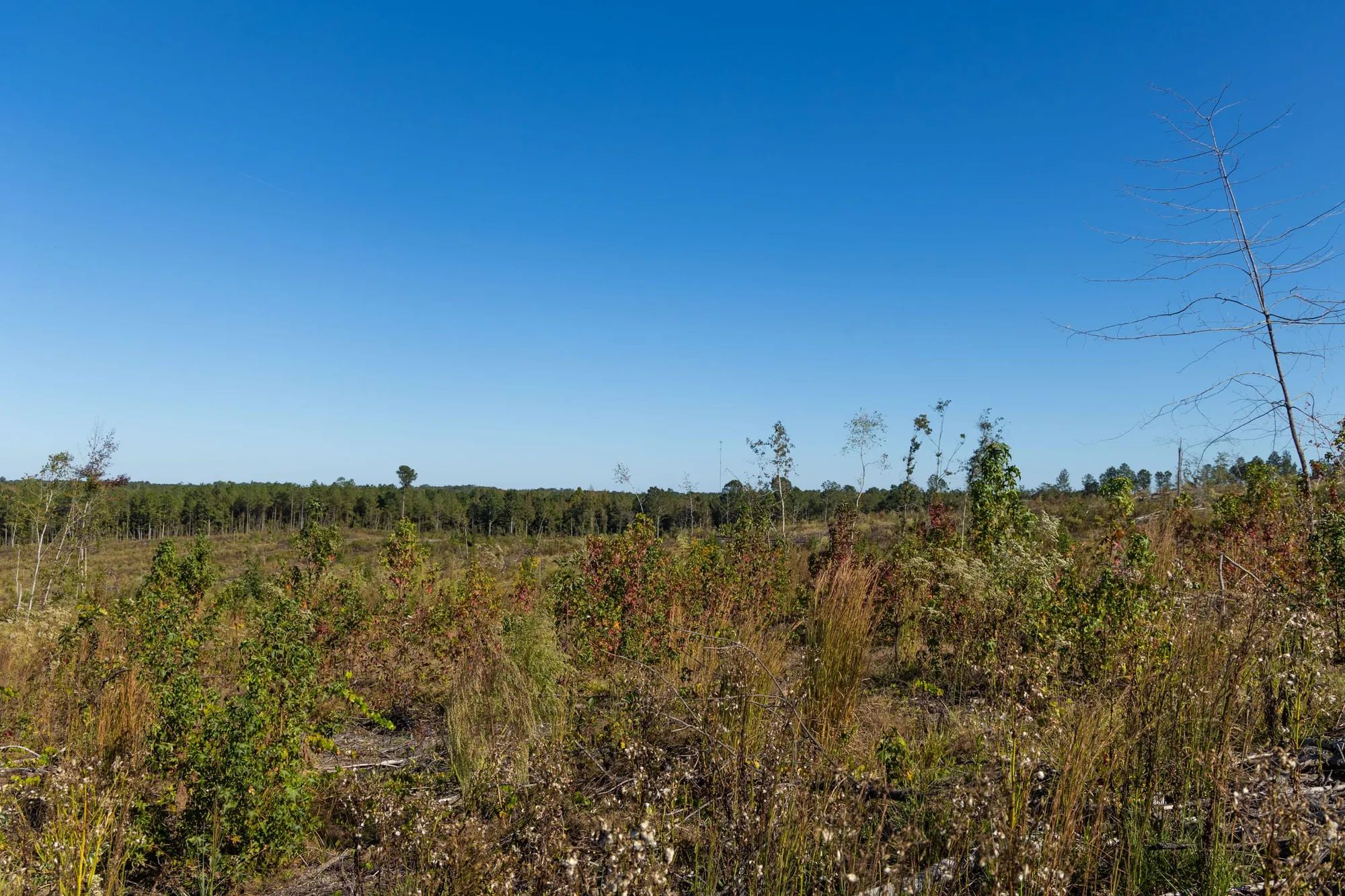 Meyer’s Ridge Tract 24 in Attala County, MS
