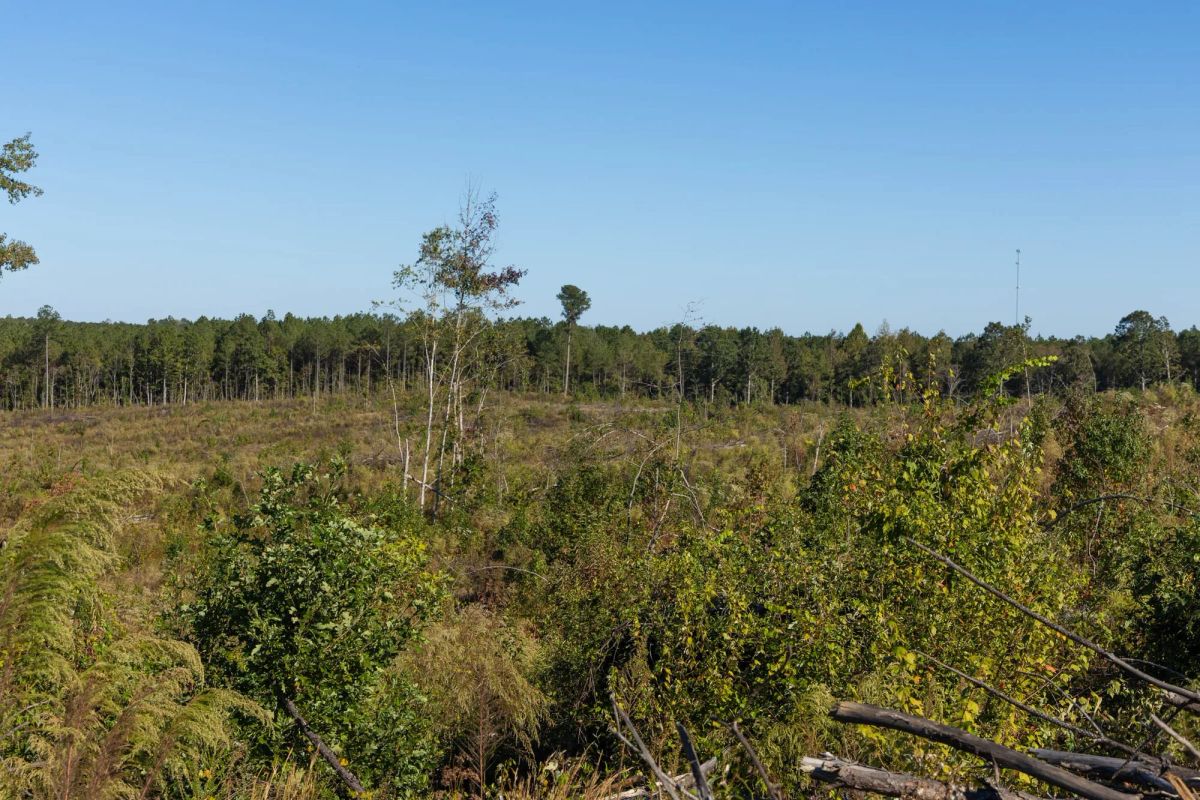 Decorative background for Meyer’s Ridge Tract 24 image 6