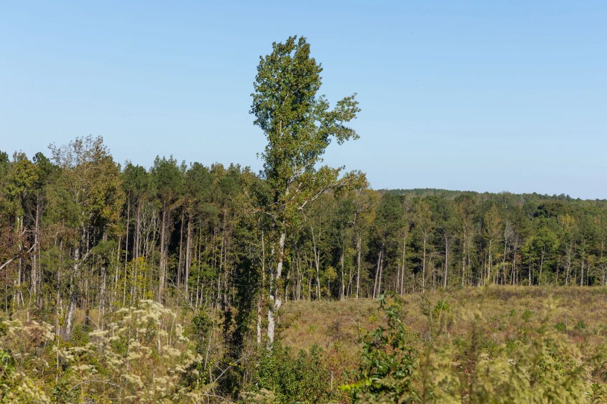 Decorative background for Meyer’s Ridge Tract 24 image 8