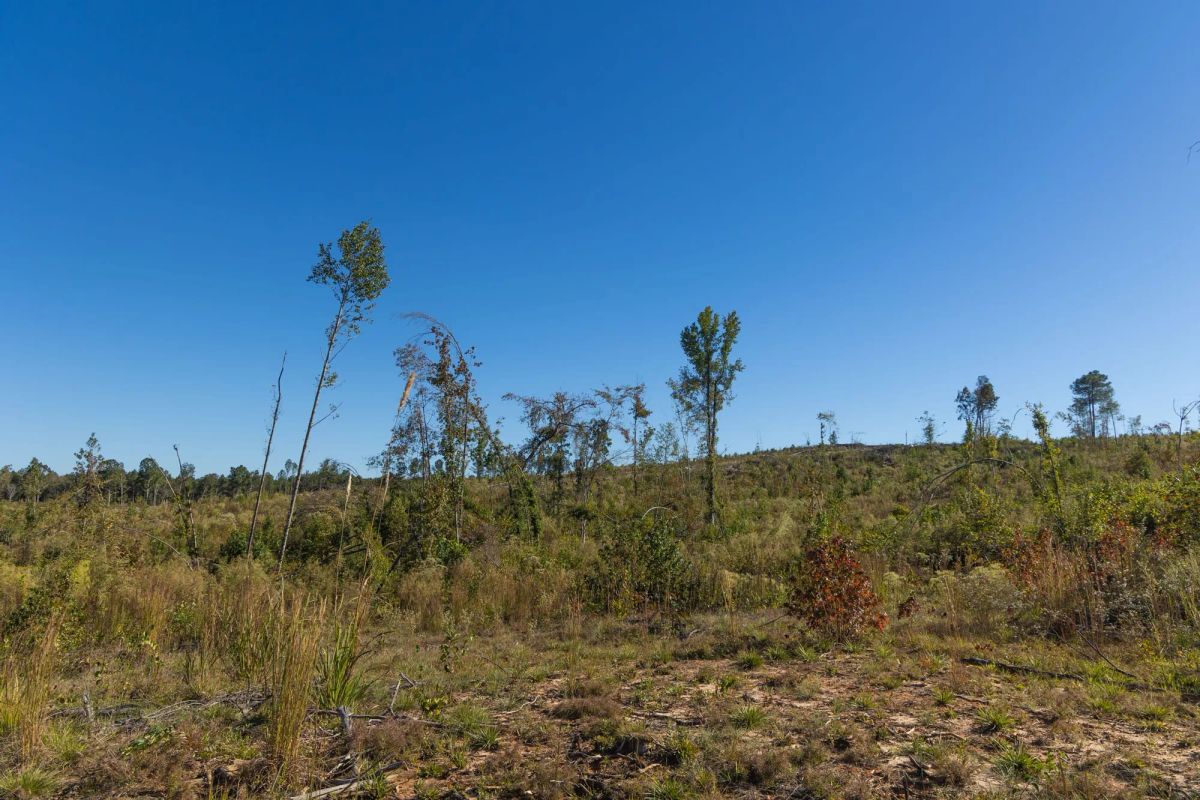 Decorative background for Meyer’s Ridge Tract 24 image 9