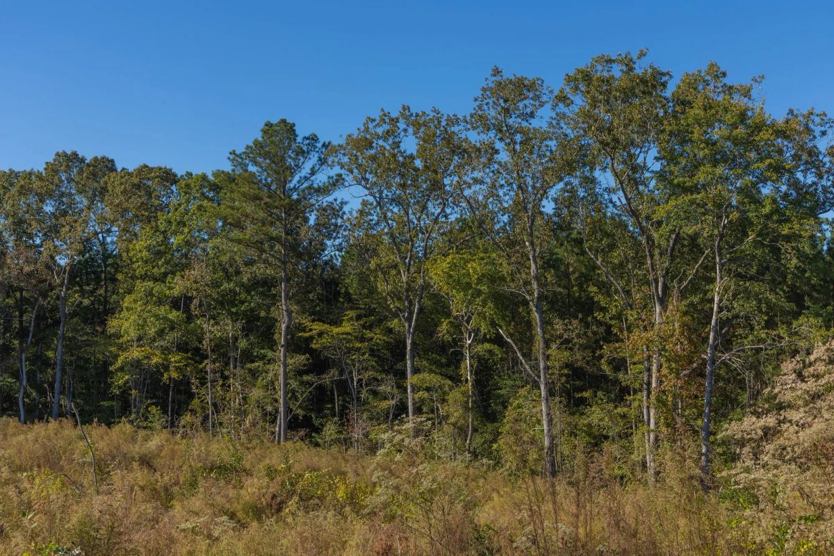 Decorative background for Meyer’s Ridge Tract 24 image 10