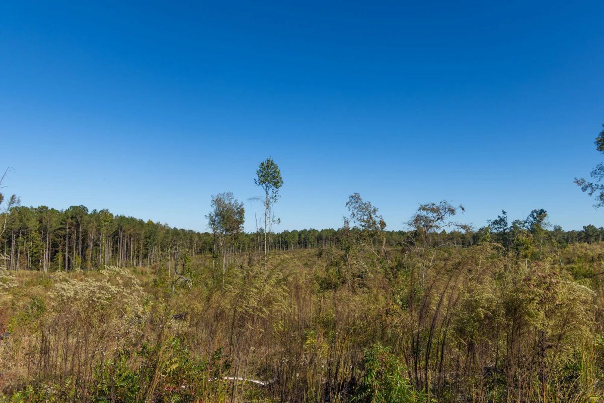 Decorative background for Meyer’s Ridge Tract 24 image 11