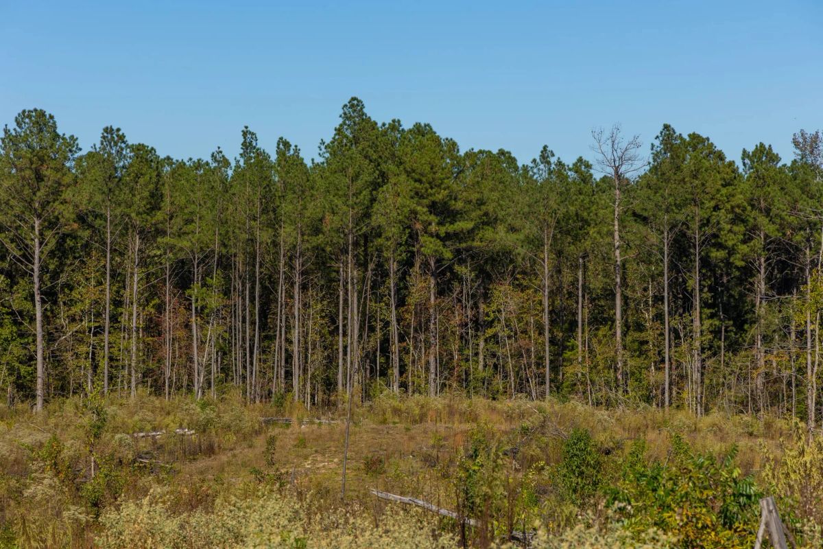 Decorative background for Meyer’s Ridge Tract 24 image 13