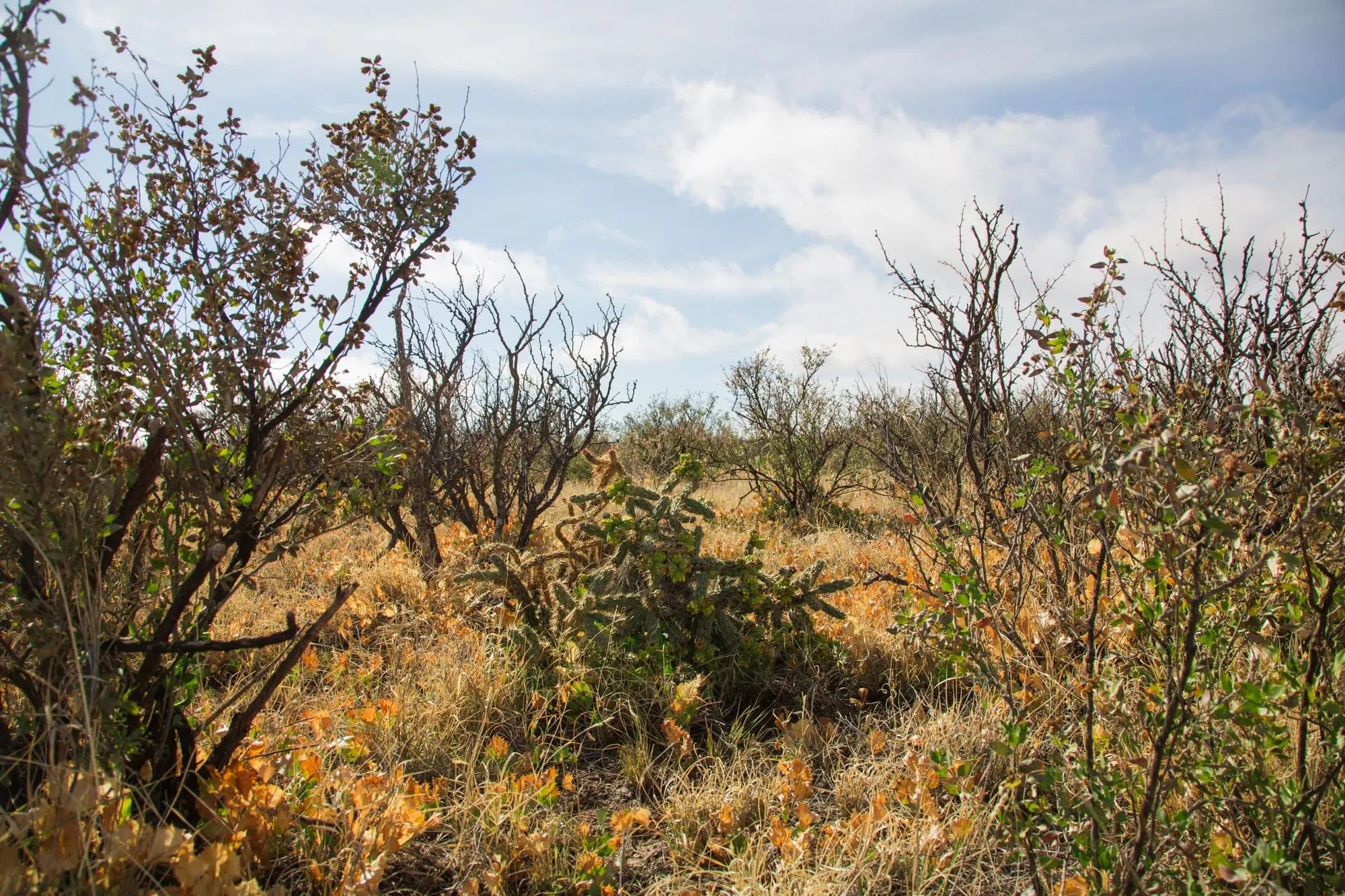 Sunset Ranches Tract 11 in Hudspeth County, TX