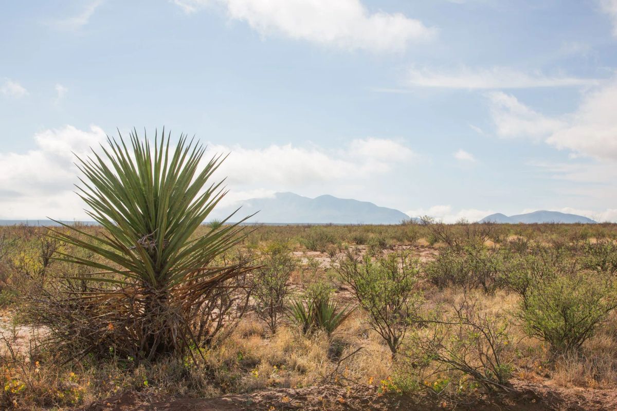 Decorative background for Sunset Ranches Tract 11 image 7