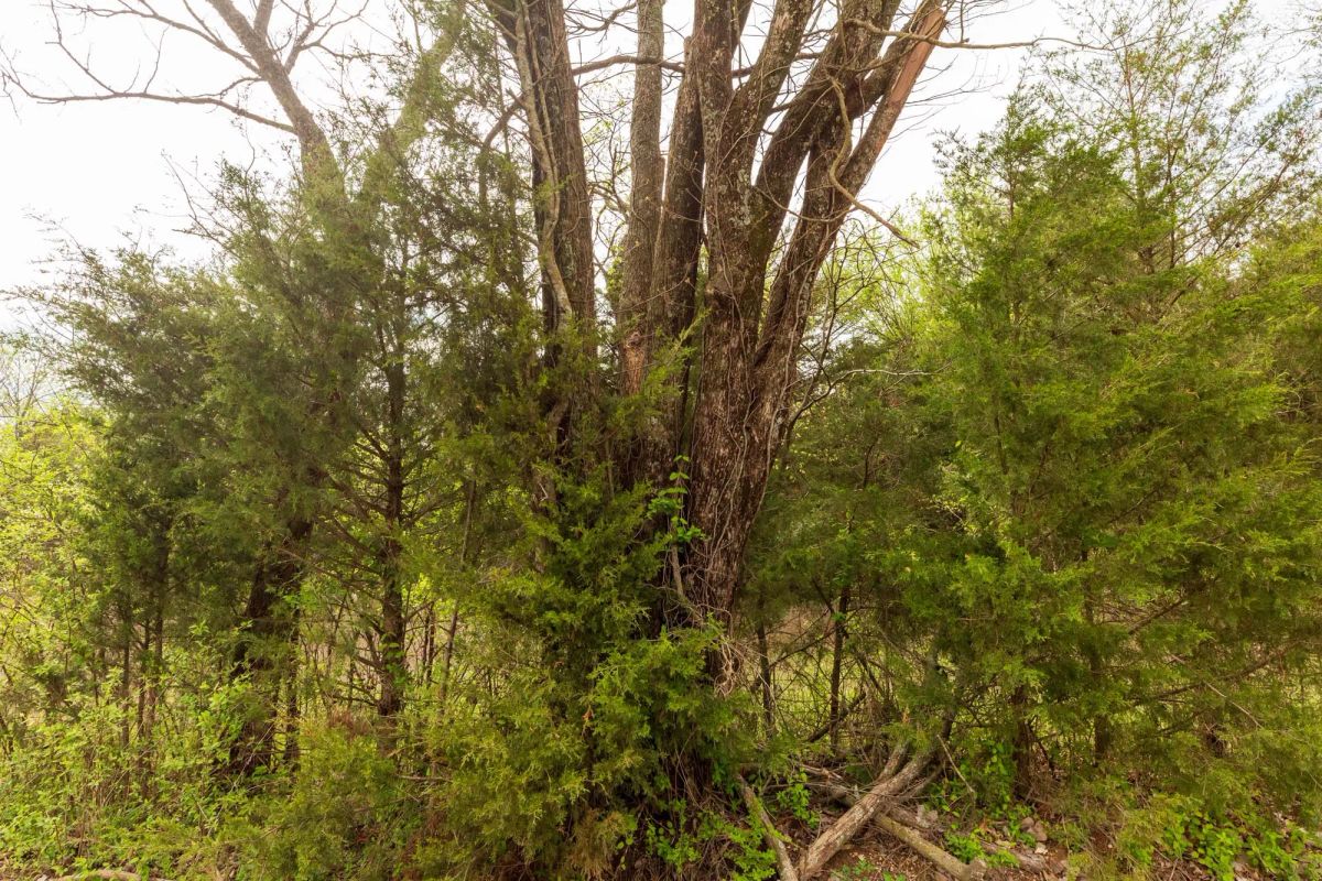 Moonrise Meadows Tract 24 - Image 3