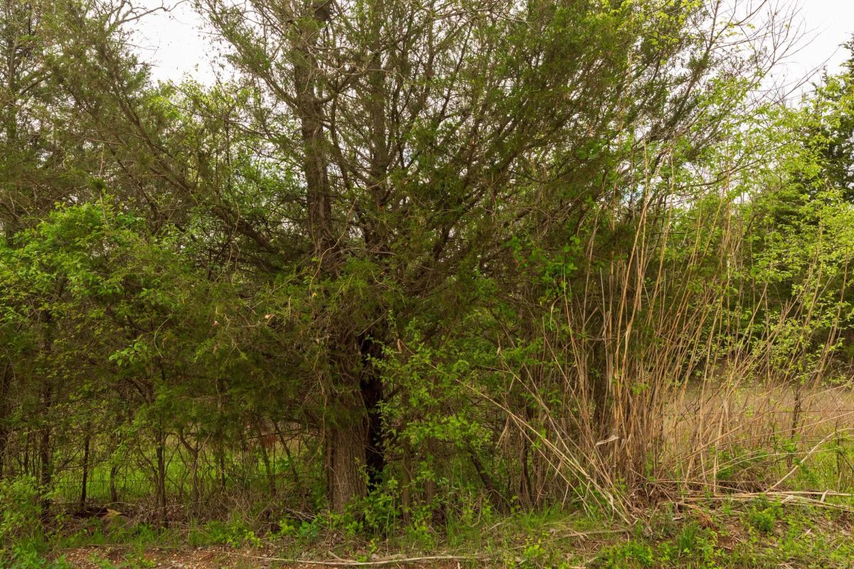 Decorative background for Moonrise Meadows Tract 24 image 7