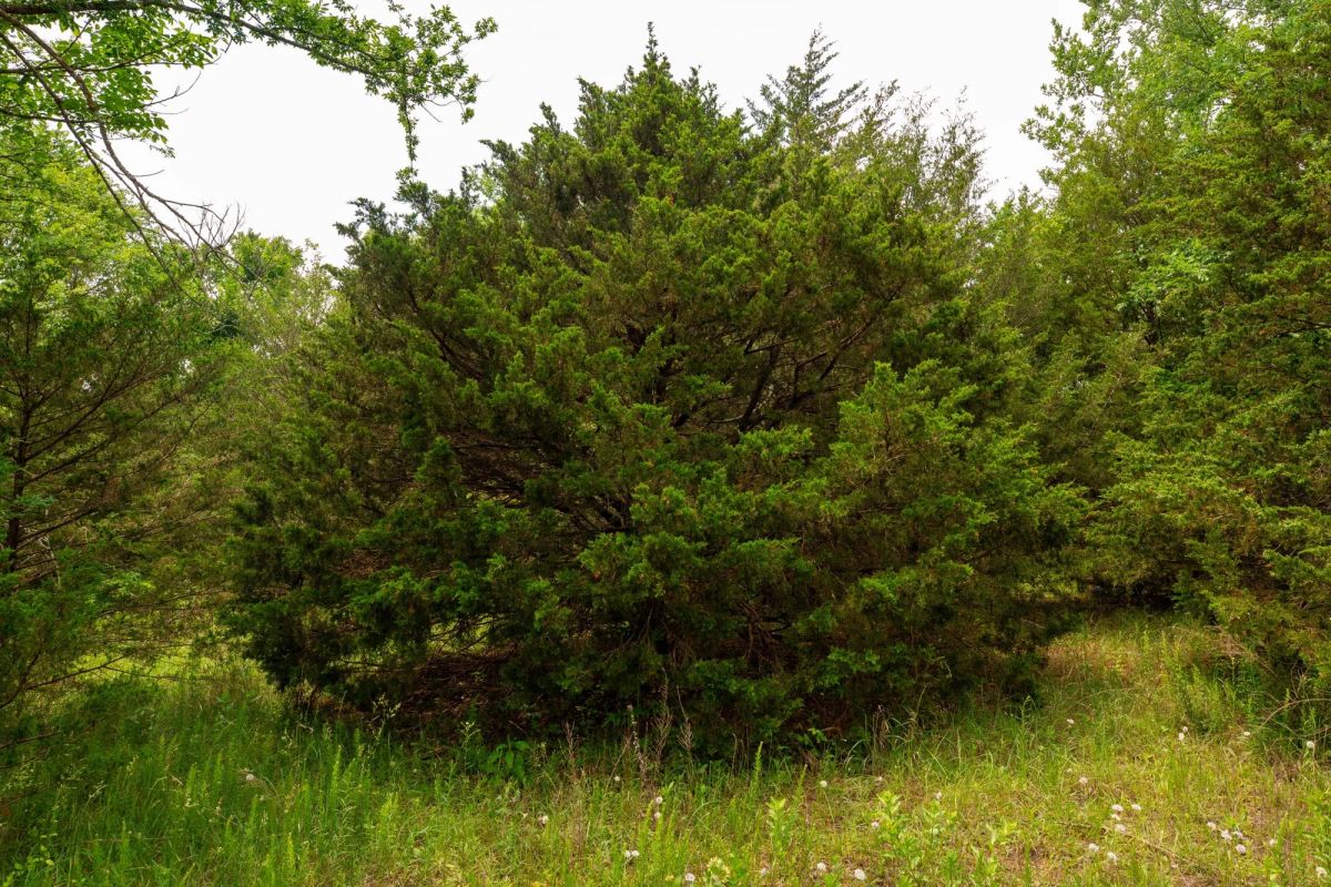 Decorative background for Moonrise Meadows Tract 24 image 8