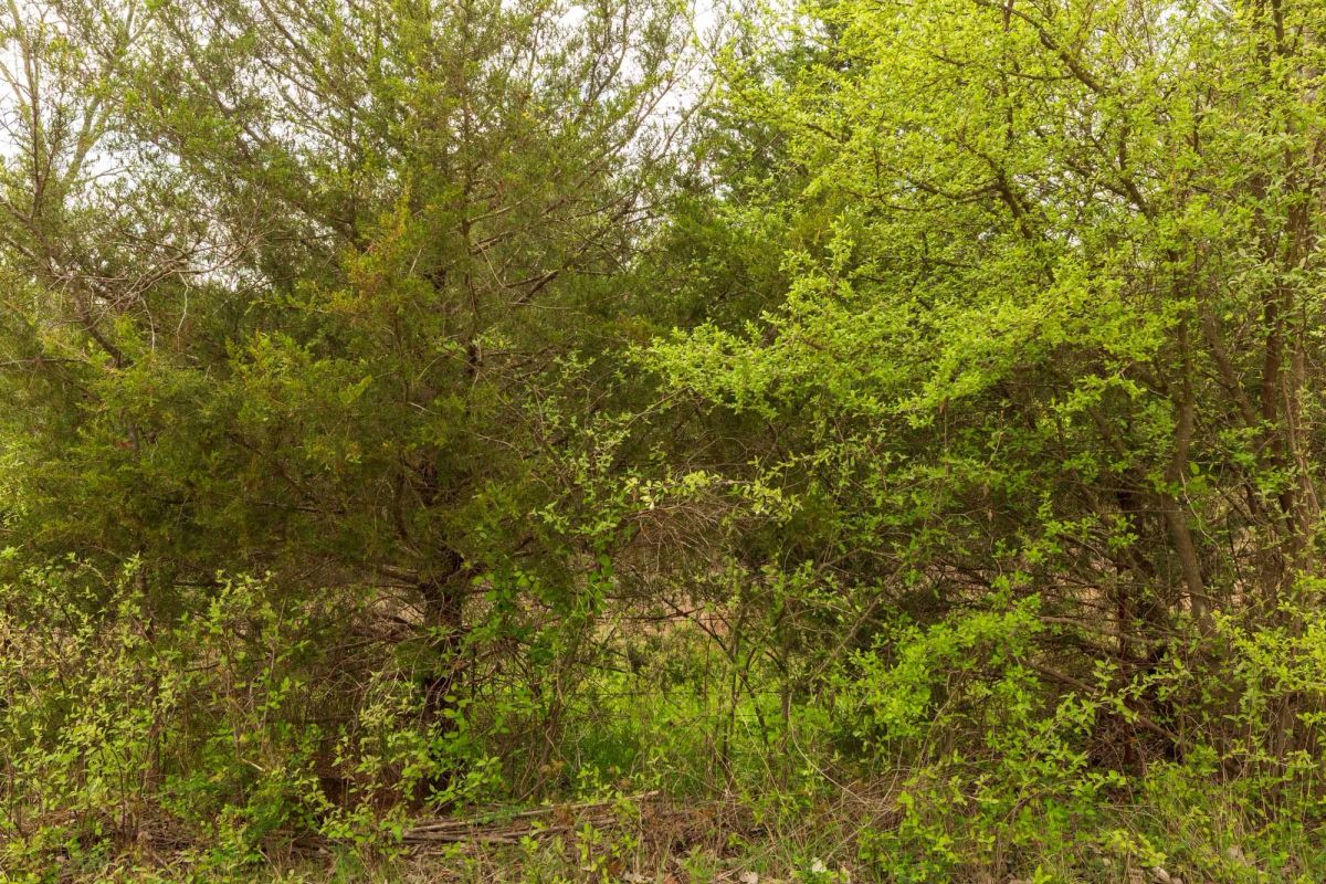 Decorative background for Moonrise Meadows Tract 24 image 9