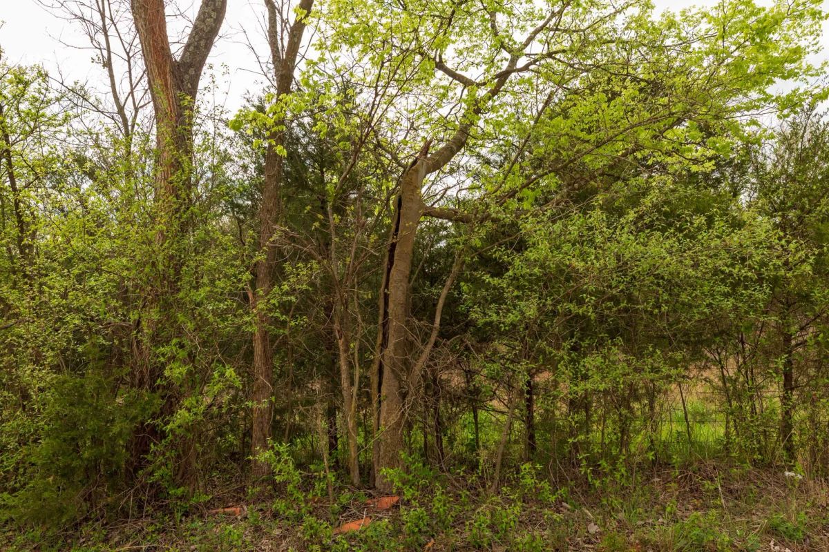 Decorative background for Moonrise Meadows Tract 24 image 10