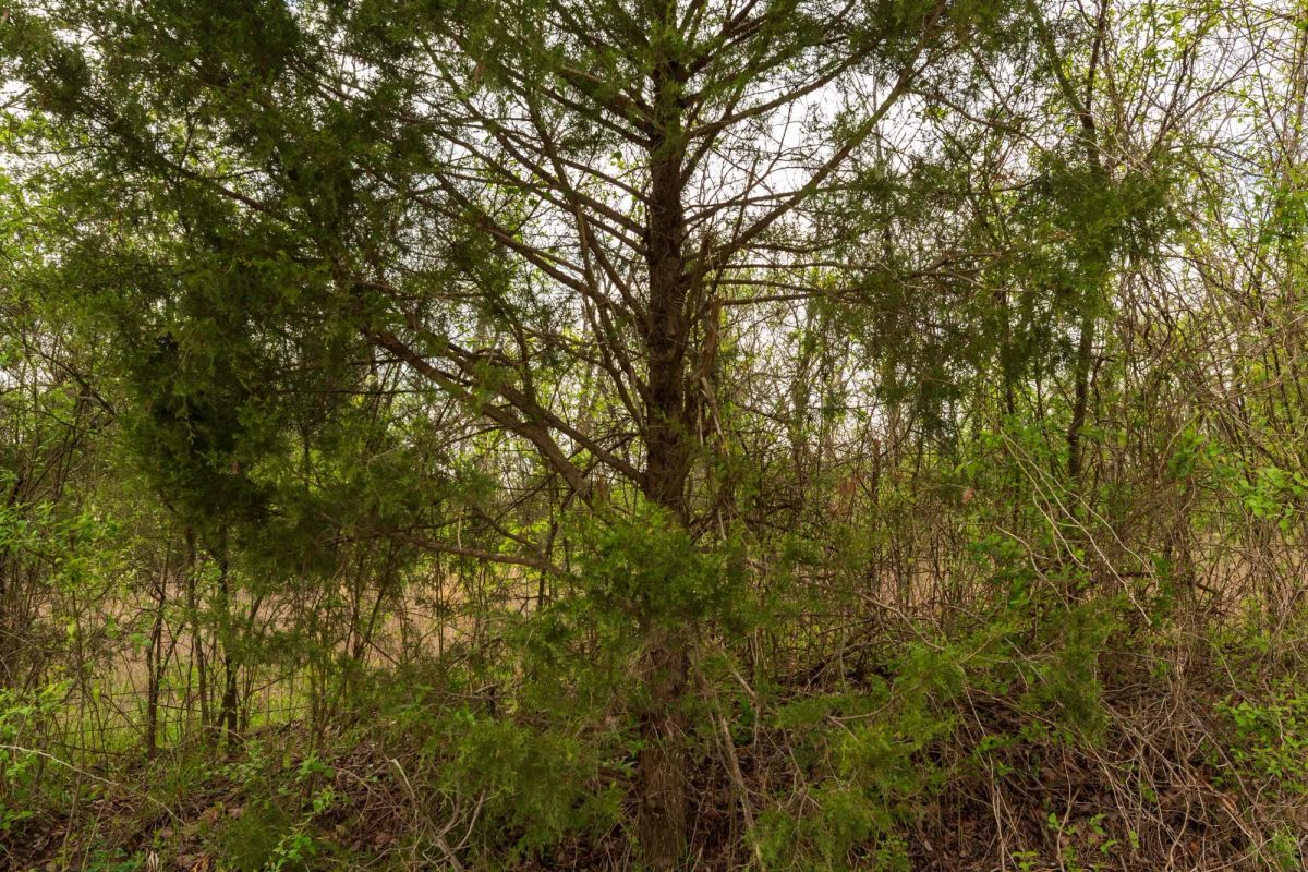 Decorative background for Moonrise Meadows Tract 24 image 11