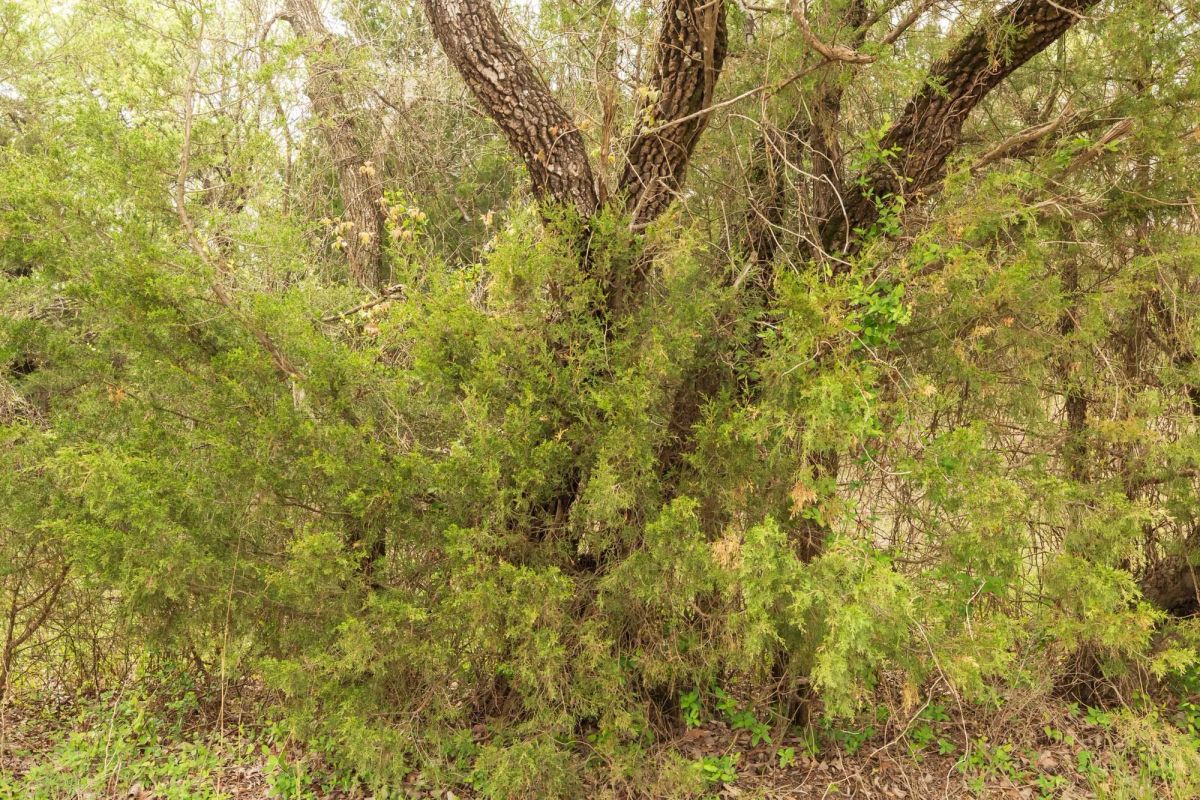 Decorative background for Moonrise Meadows Tract 24 image 12