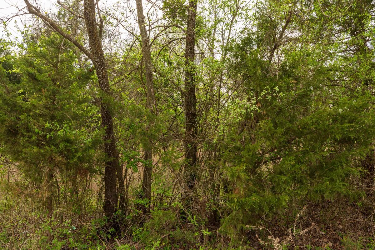 Decorative background for Moonrise Meadows Tract 24 image 13