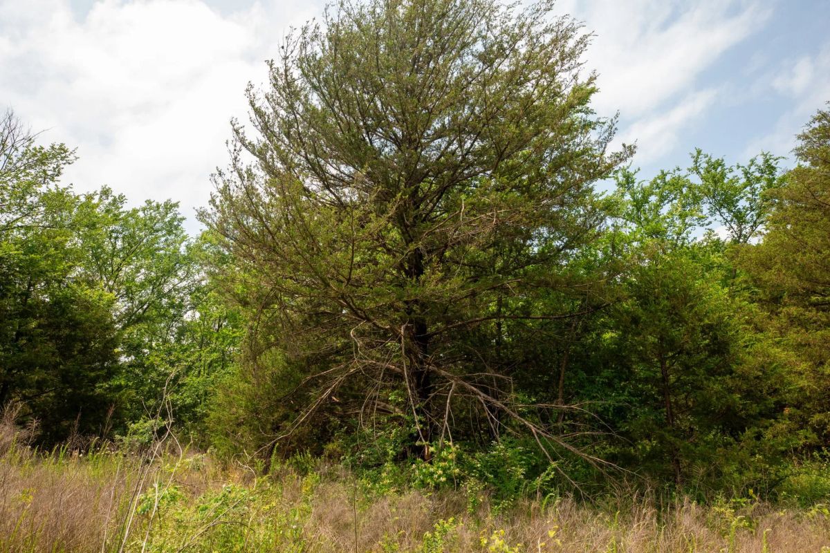 Decorative background for Moonrise Meadows Tract 24 image 16