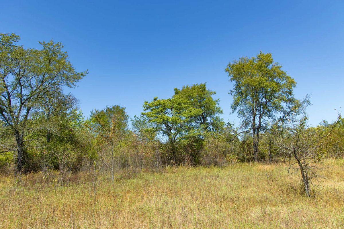 Decorative background for Gracyn Meadows Tract 3 image 6