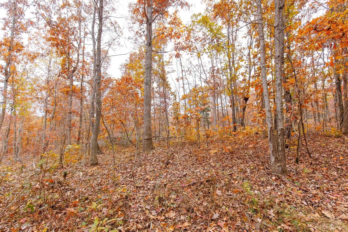 Decorative background for Hawkcrest Tract 5 image 5