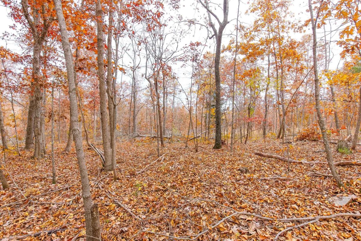 Decorative background for Hawkcrest Tract 5 image 8