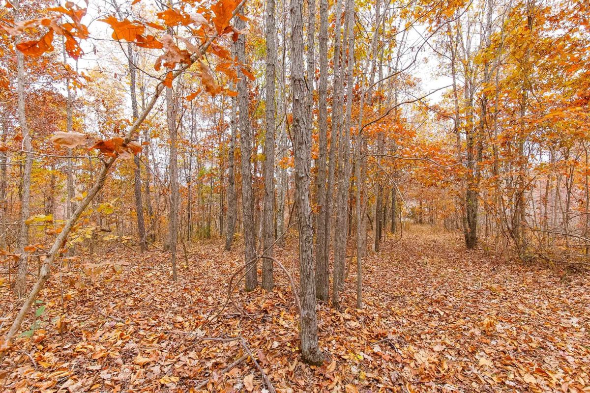 Decorative background for Hawkcrest Tract 5 image 9
