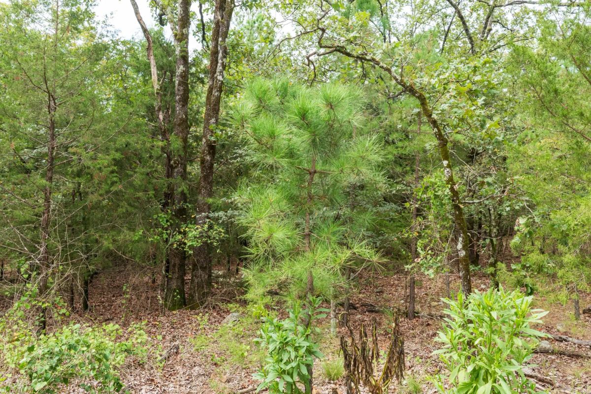 Decorative background for Stone Bridge Phase V Tract 416 image 6