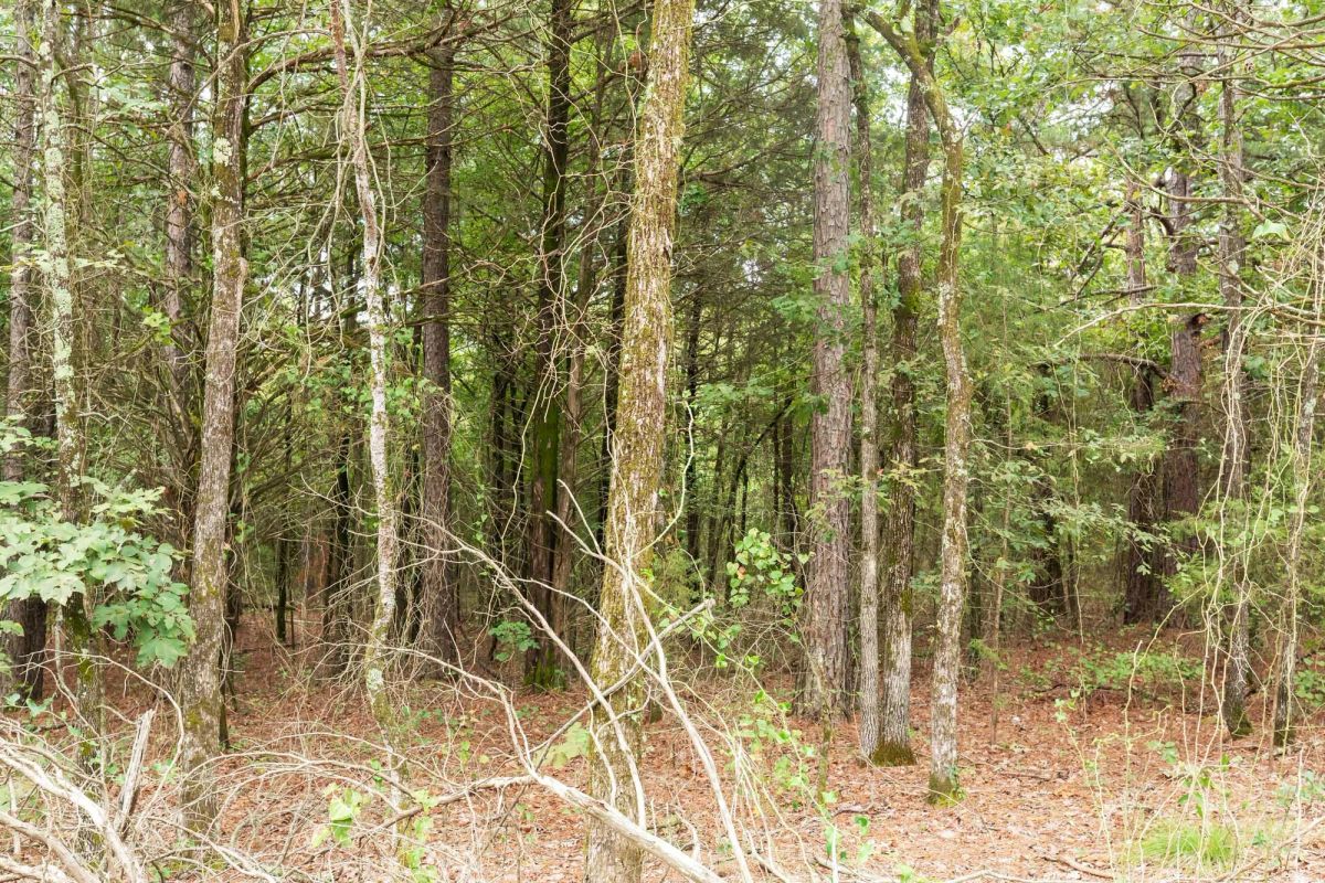 Decorative background for Stone Bridge Phase V Tract 416 image 9