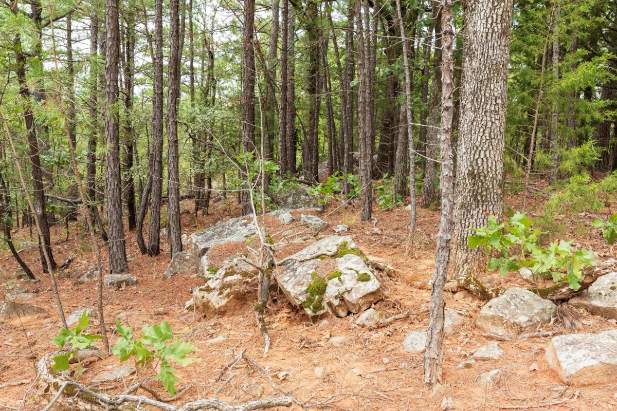 Decorative background for Stone Bridge Phase V Tract 416 image 14