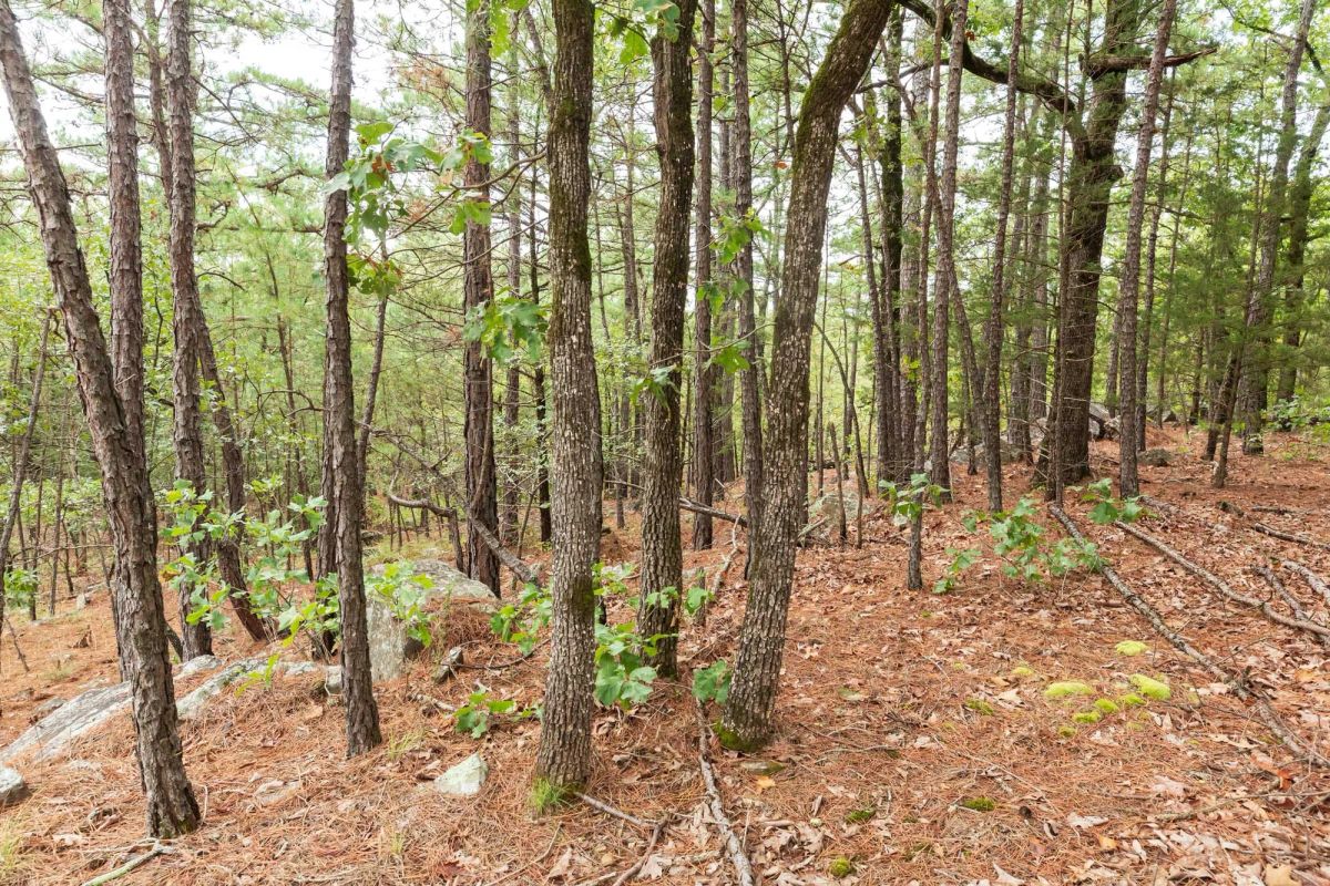 Decorative background for Stone Bridge Phase V Tract 416 image 17