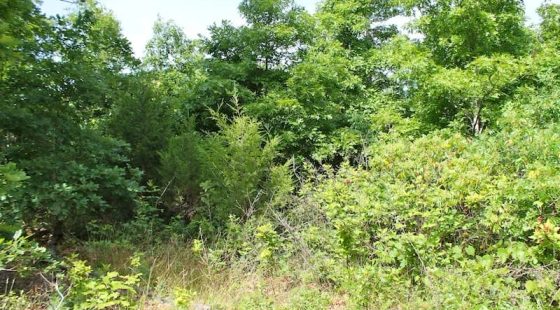 Green Mountain Ranch Tract 15 in Shannon County, MO