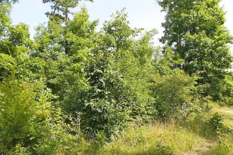 Green Mountain Ranch Tract 15 in Shannon County, MO
