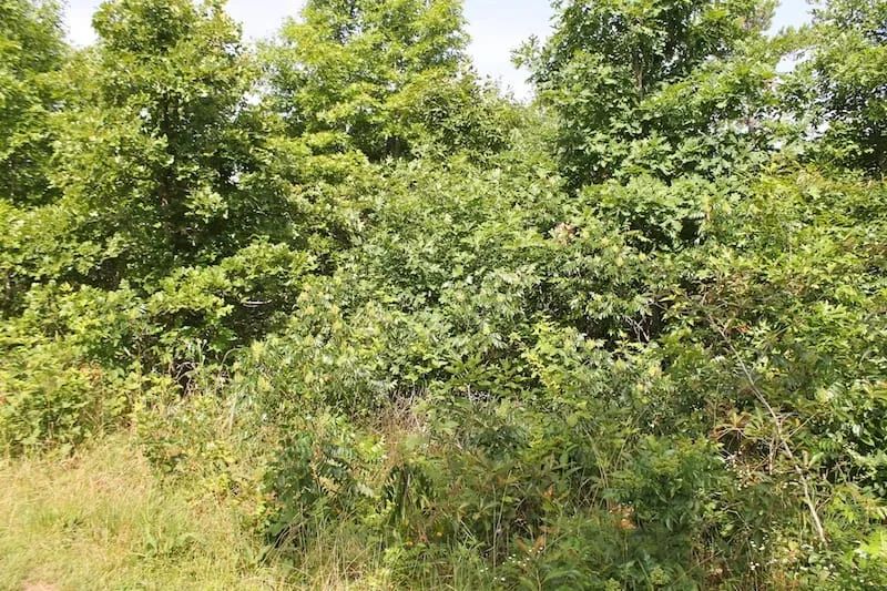 Decorative background for Green Mountain Ranch Tract 15 image 5