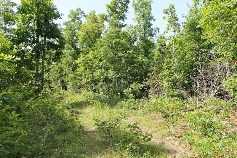 Decorative background for Green Mountain Ranch Tract 15 image 6