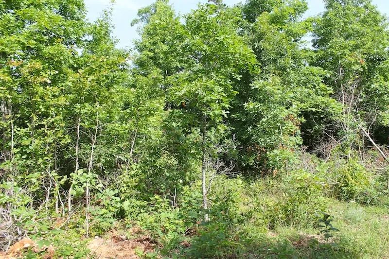 Decorative background for Green Mountain Ranch Tract 15 image 7