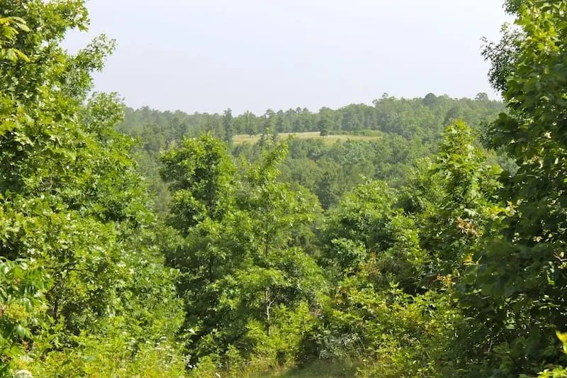 Decorative background for Green Mountain Ranch Tract 15 image 8