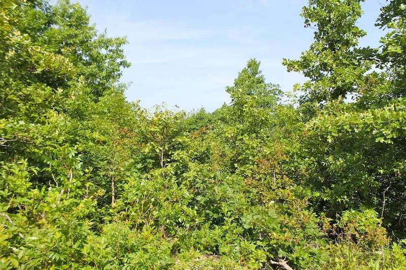 Decorative background for Green Mountain Ranch Tract 15 image 9