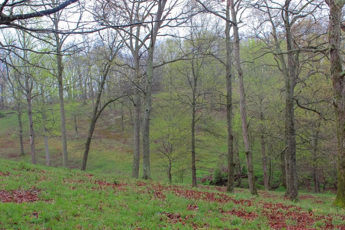 Decorative background for Serenity Creek Tract 18 image 5