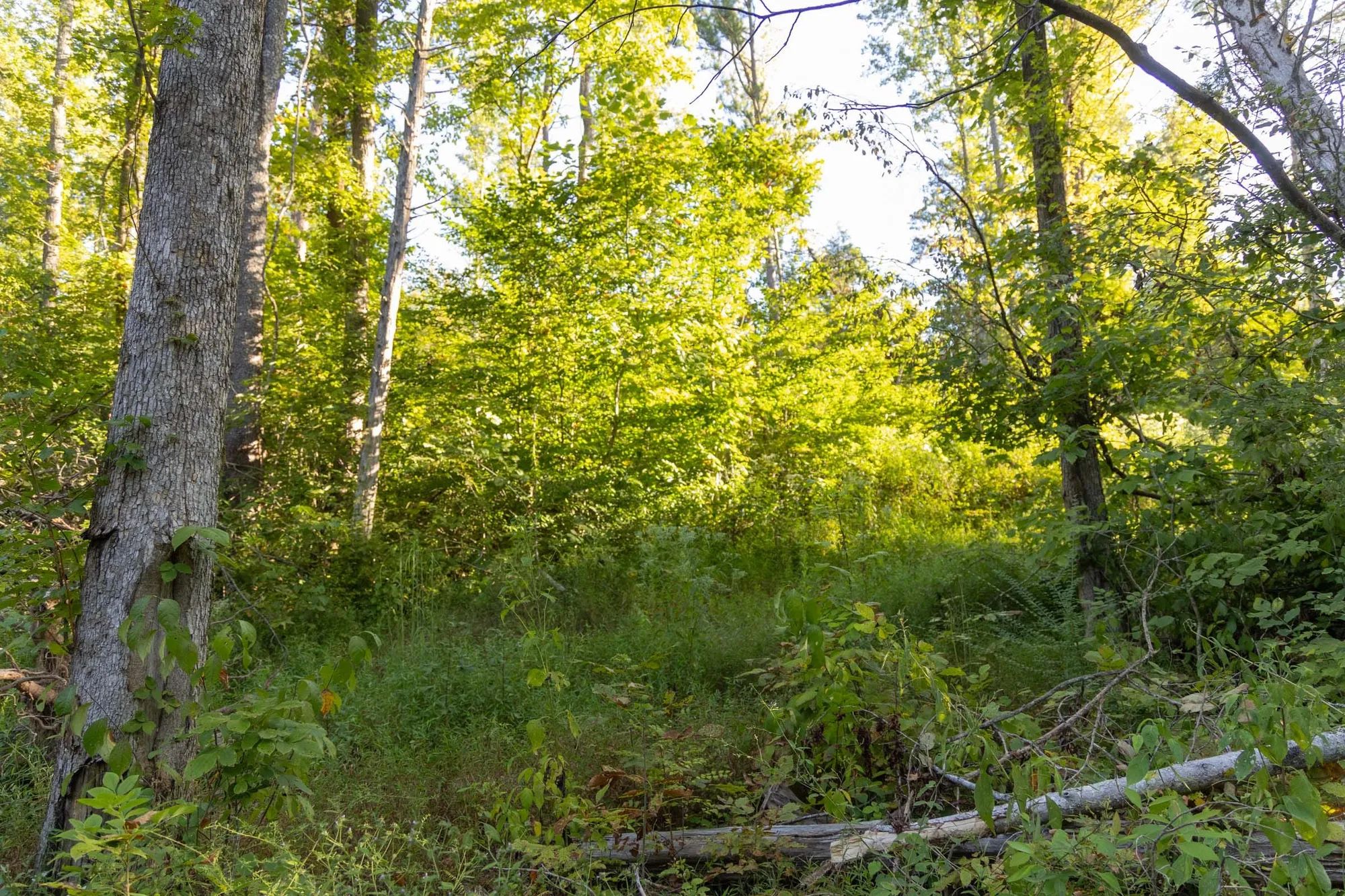 Big White Oak Tract 90 in Perry County, TN