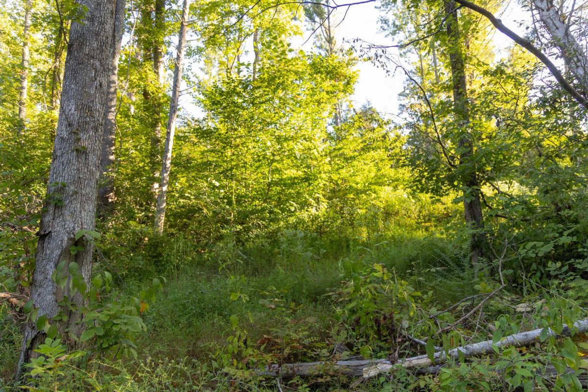 Big White Oak Tract 90 - Image 2