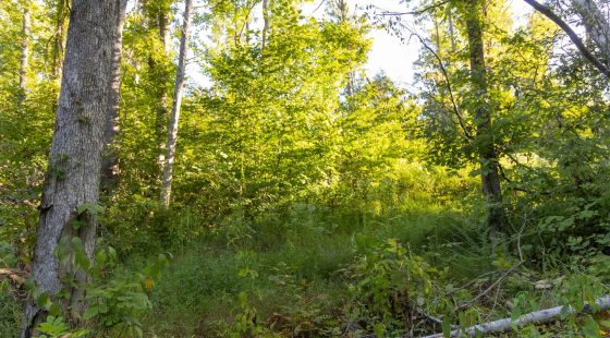 Big White Oak Tract 90 in Perry County, TN